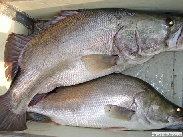 bigfishbox