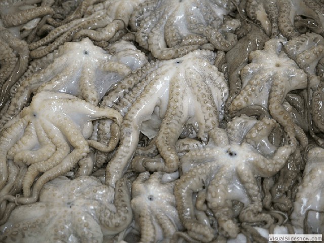 octopus