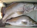 bigfishbox