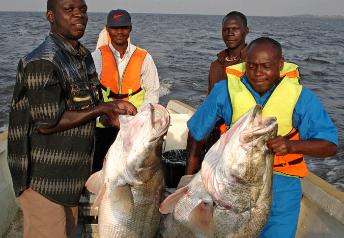 Big Nile Perch