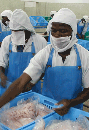 Fish Factory